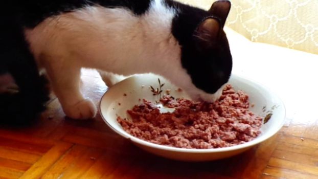 Which is the Best Cat Food for Constipation Relief